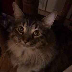 Meet your Posher, Corinne